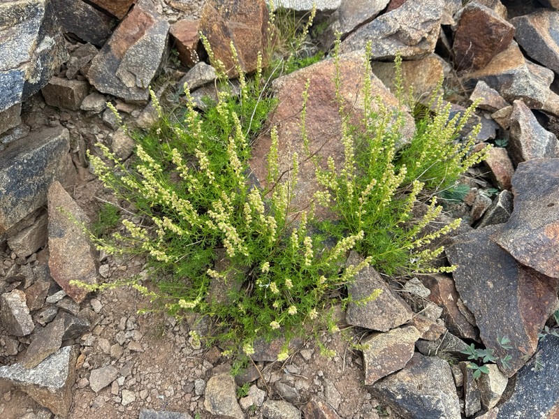 Michaux's Wormwood photo 3