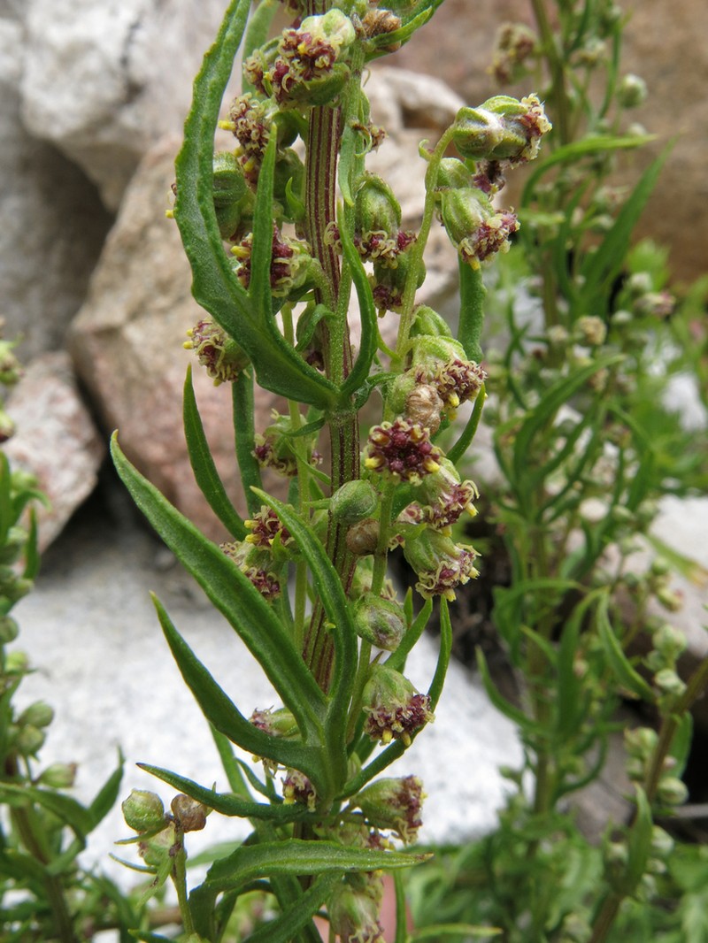 Michaux's Wormwood photo 5