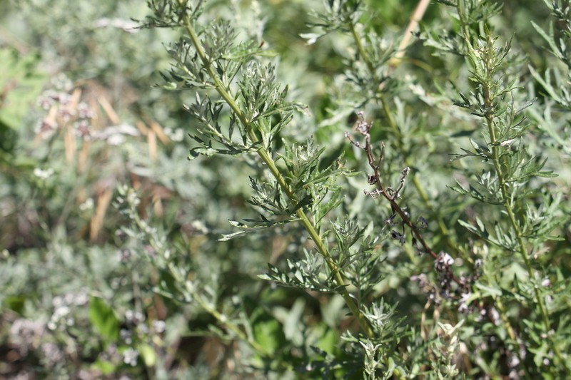 Michaux's Wormwood photo 7