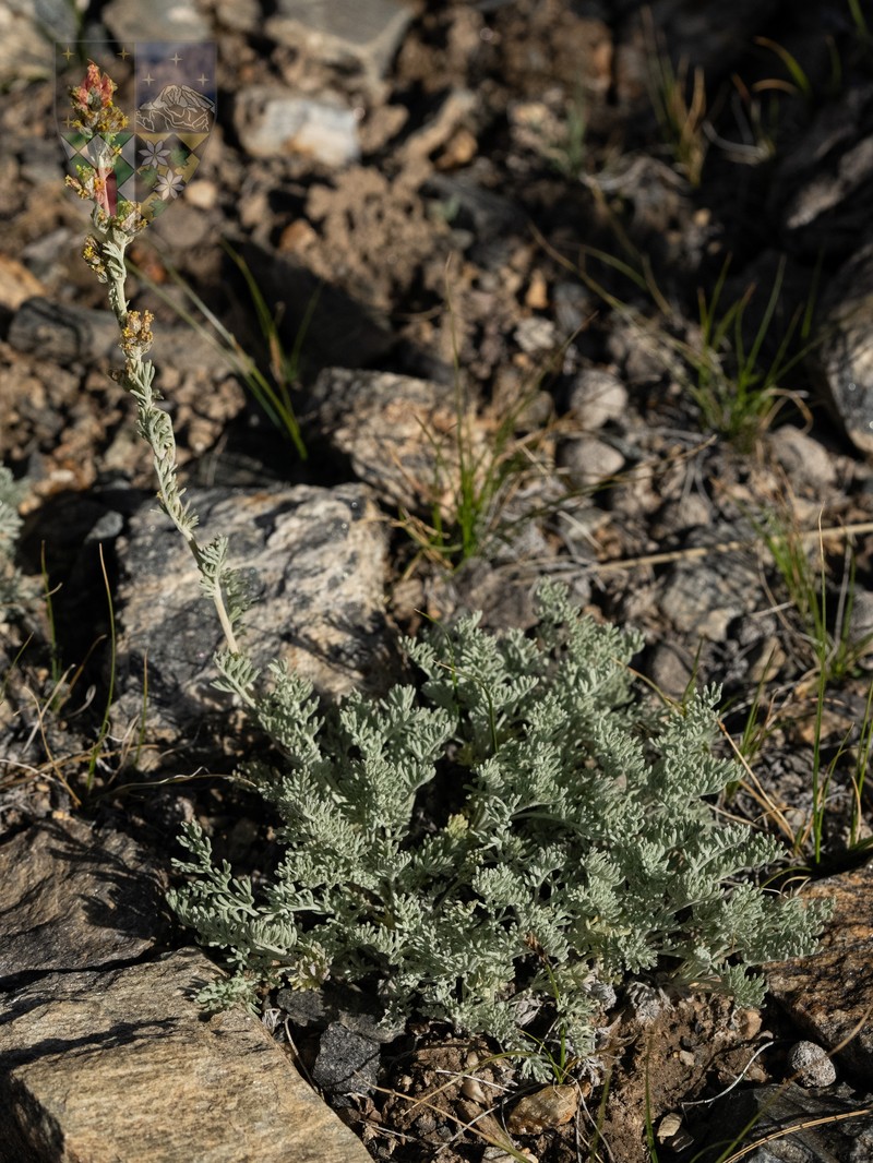 Artemisia minor photo 2