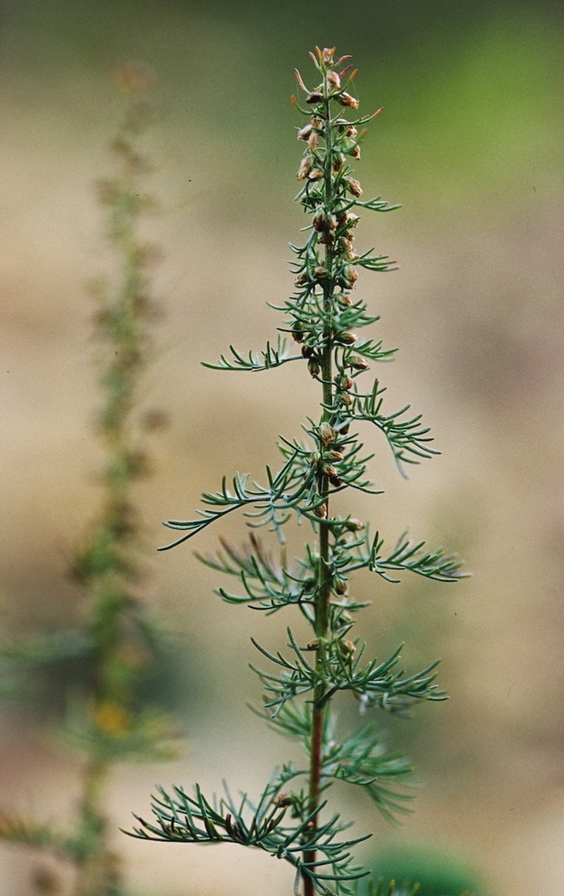 Artemisia molinieri