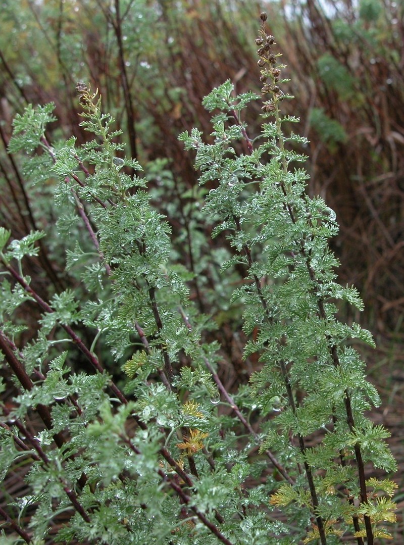 Artemisia molinieri photo 2