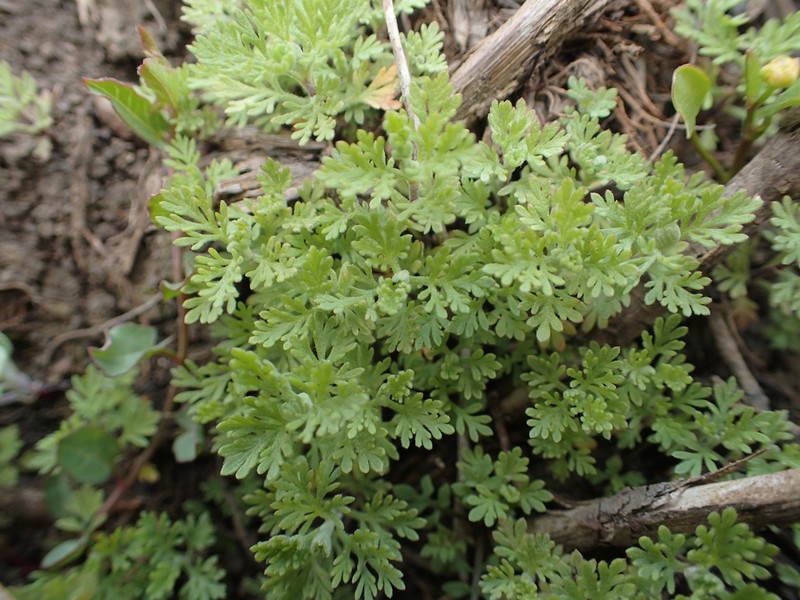 Artemisia molinieri photo 3