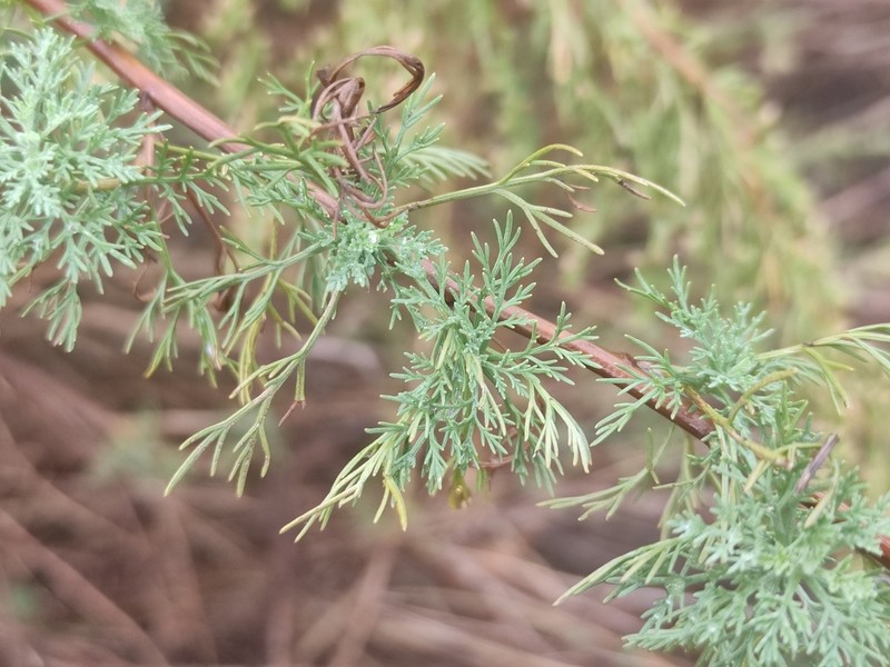 Artemisia molinieri photo 4