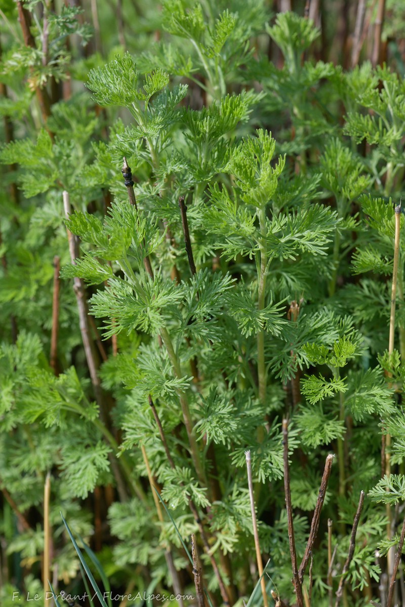 Artemisia molinieri photo 5