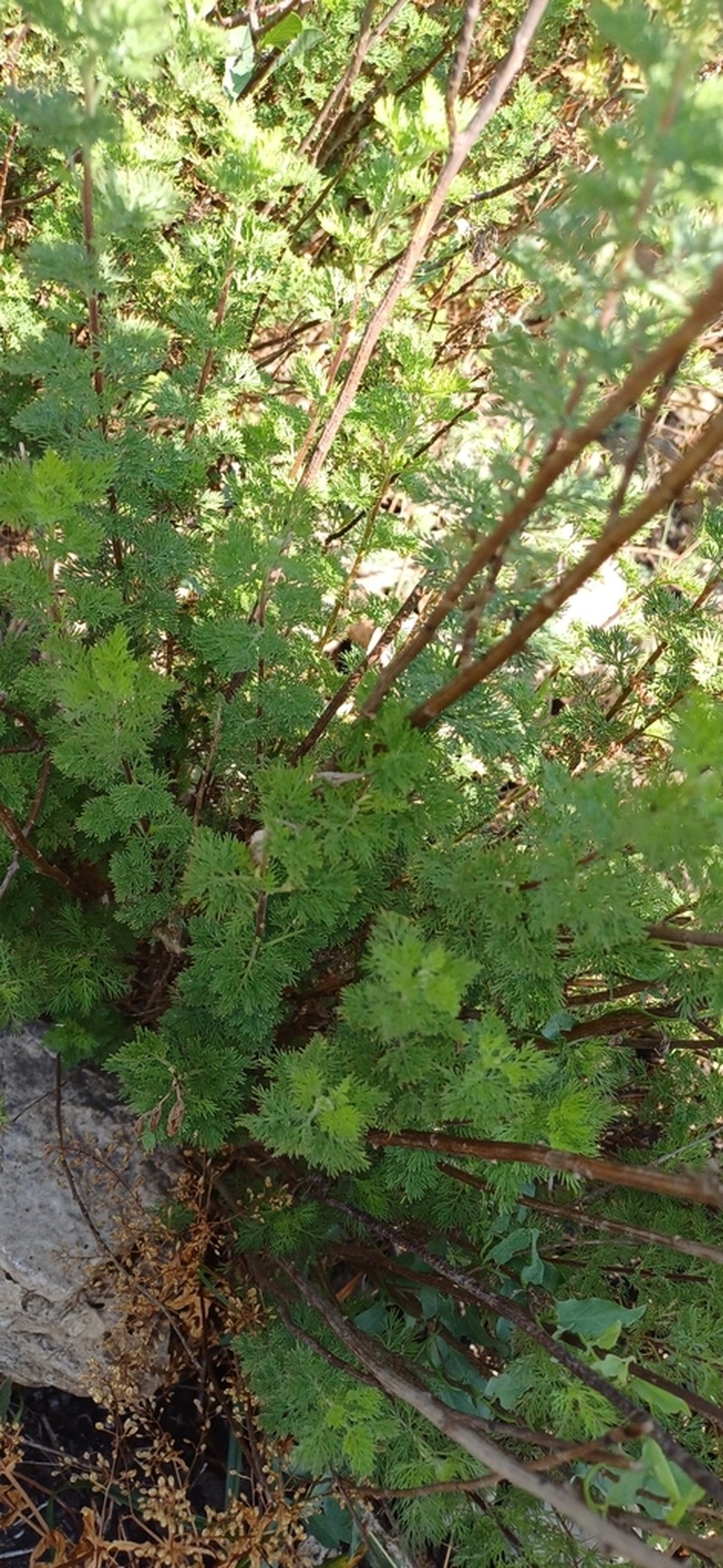 Artemisia molinieri photo 6