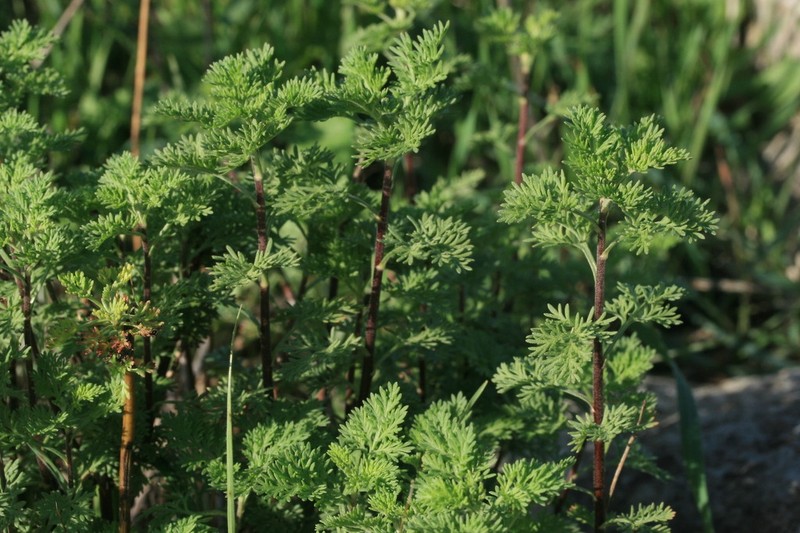 Artemisia molinieri photo 7