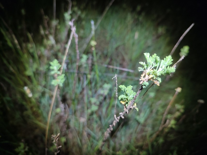 Artemisia molinieri photo 8