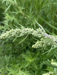 Artemisia mongolica