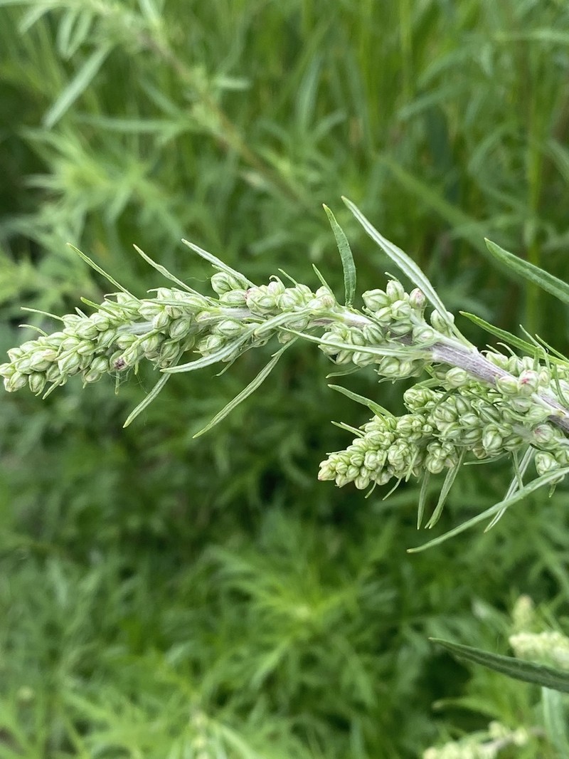 Artemisia mongolica