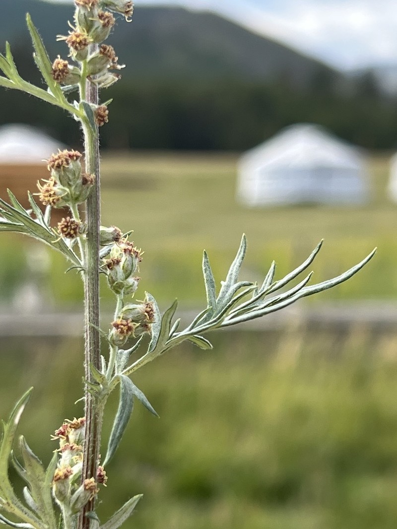Artemisia mongolica photo 2