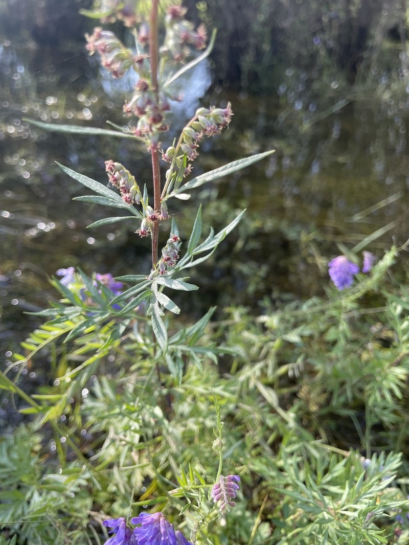 Artemisia mongolica photo 3
