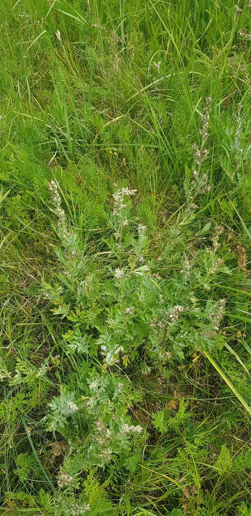 Artemisia mongolica photo 4