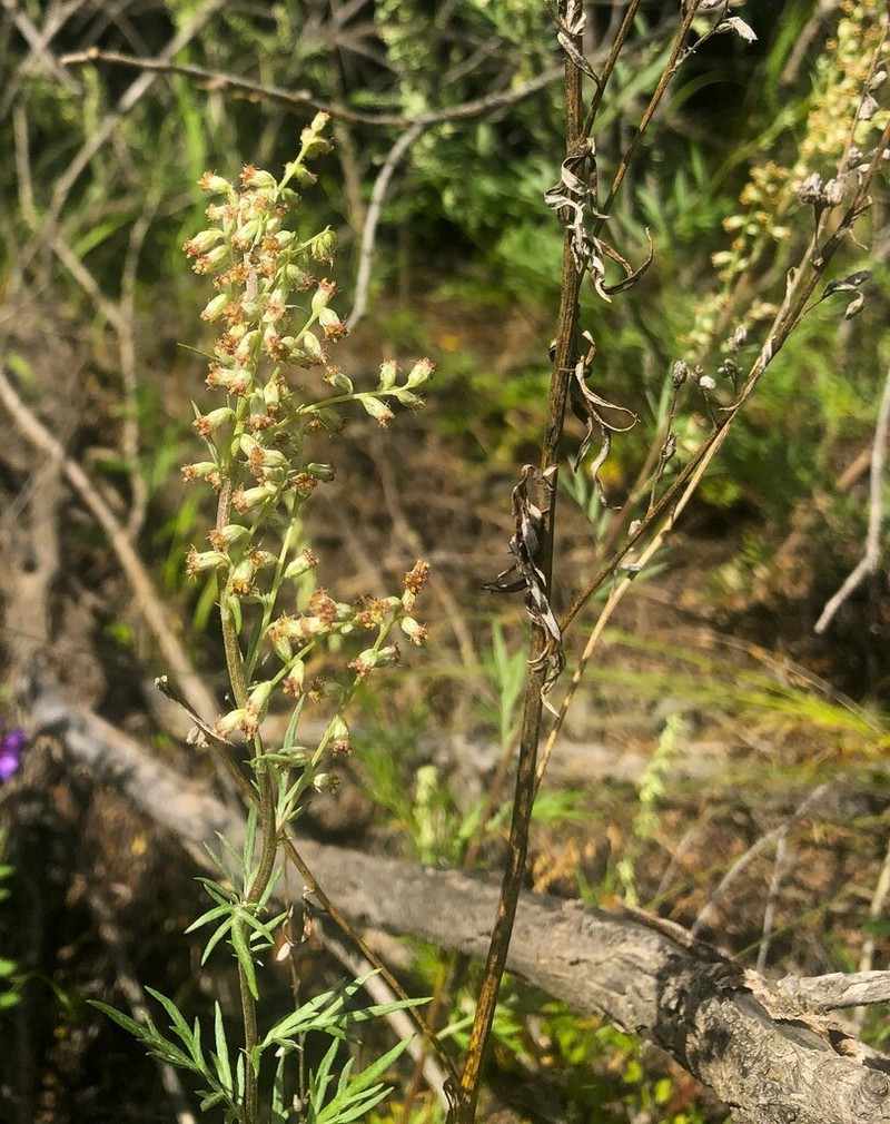 Artemisia mongolica photo 5
