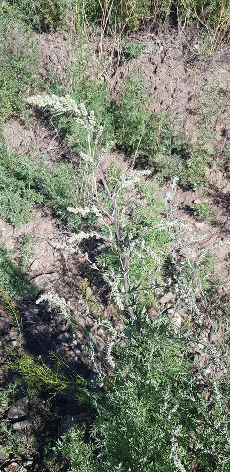 Artemisia mongolica photo 6