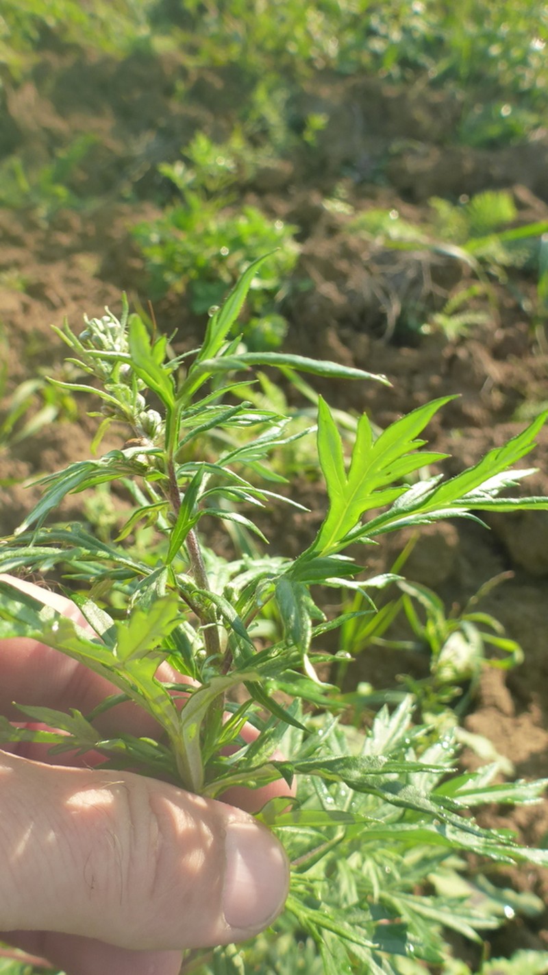 Artemisia mongolica photo 7