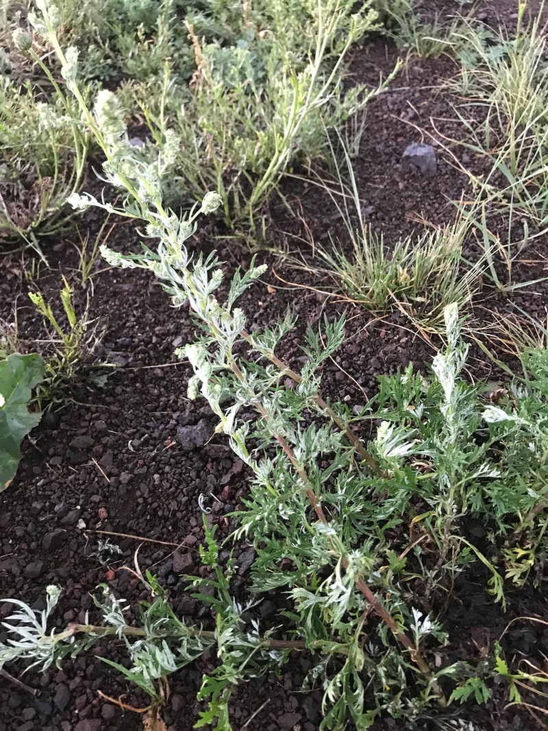 Artemisia mongolica photo 8