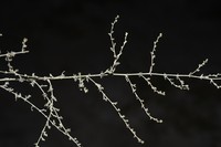 Artemisia mongolorum