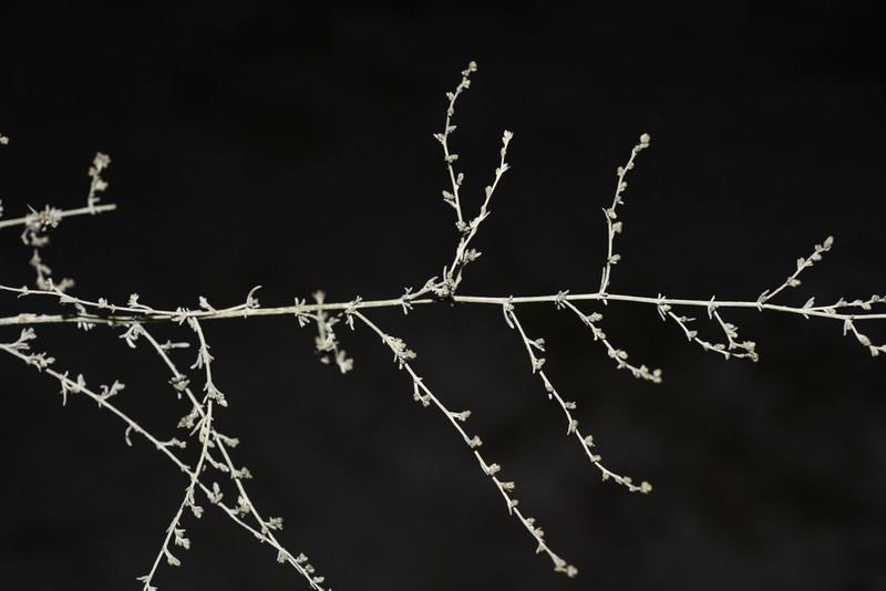 Artemisia mongolorum