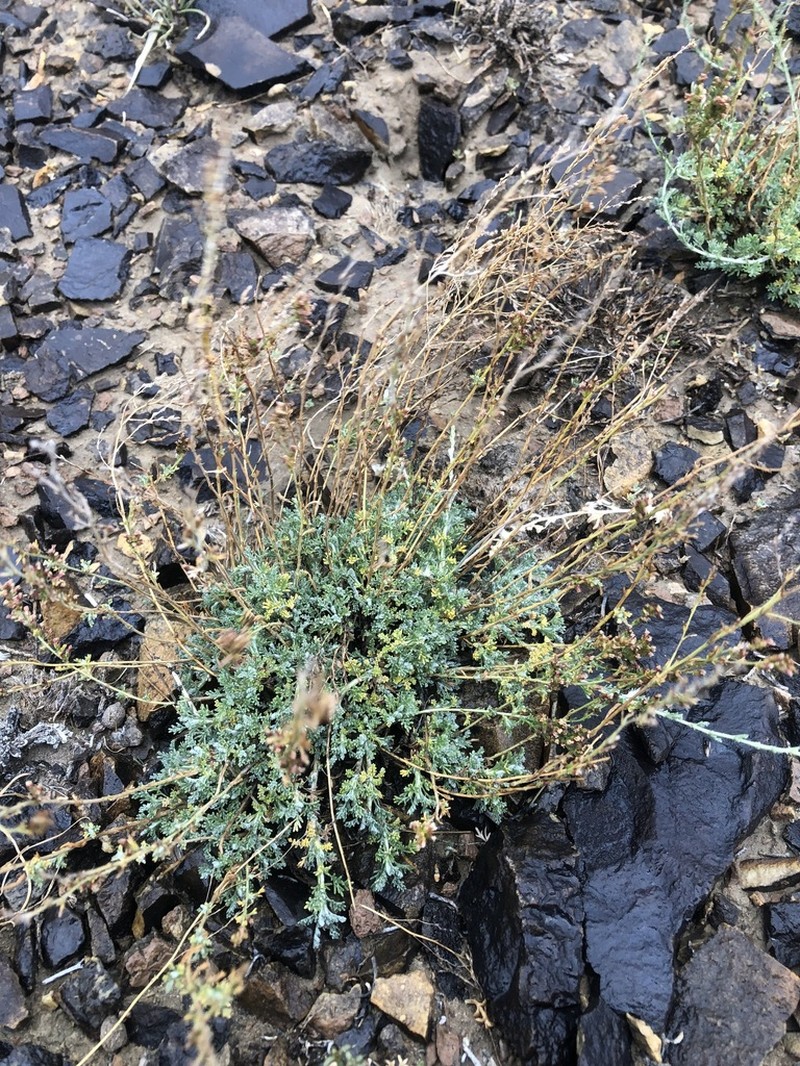 Artemisia mongolorum photo 4