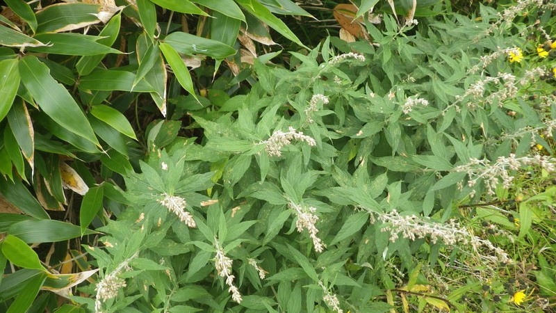 Artemisia monophylla