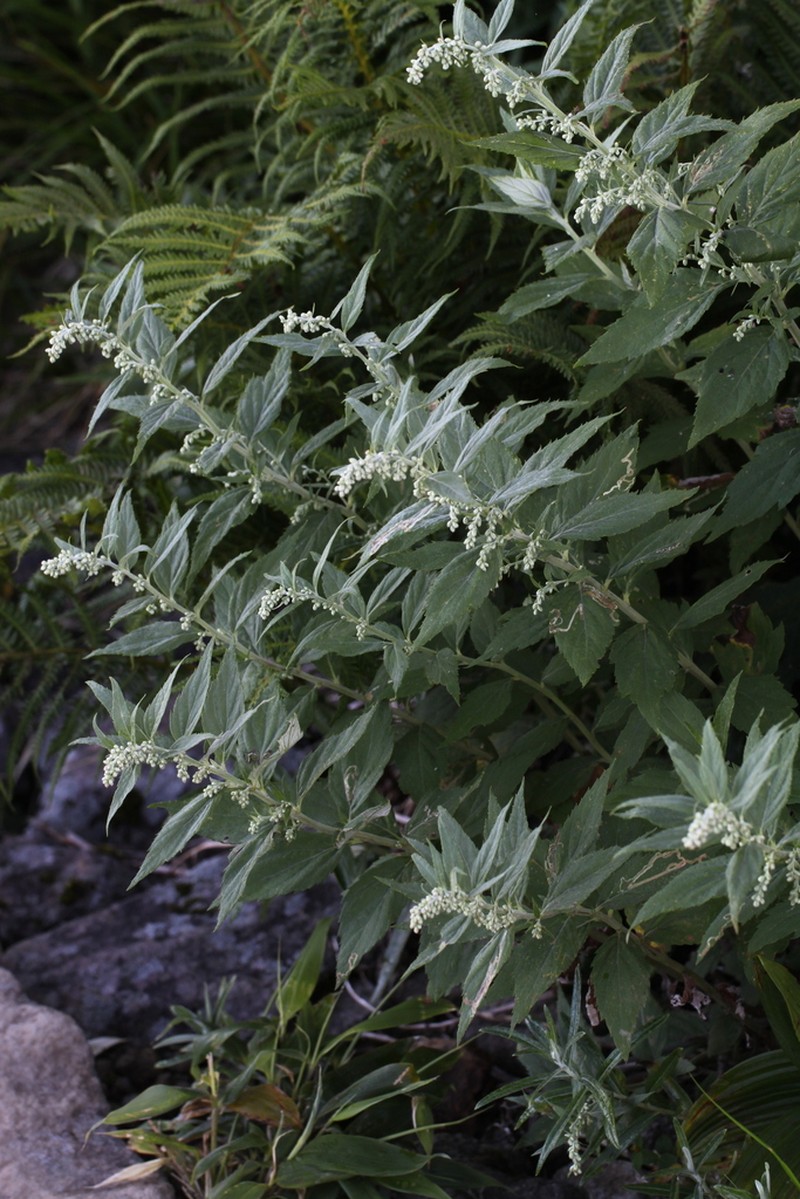 Artemisia monophylla photo 2
