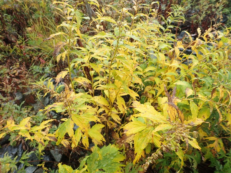 Artemisia monophylla photo 3