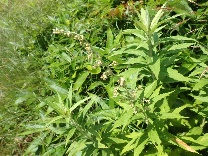 Artemisia monophylla photo 4