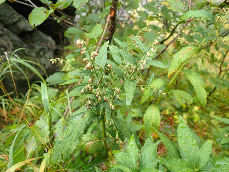 Artemisia monophylla photo 5