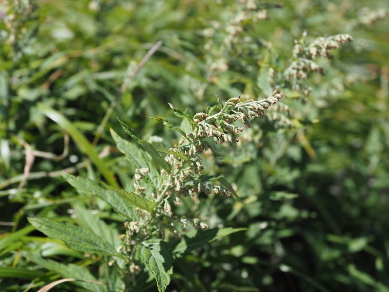 Artemisia monophylla photo 6