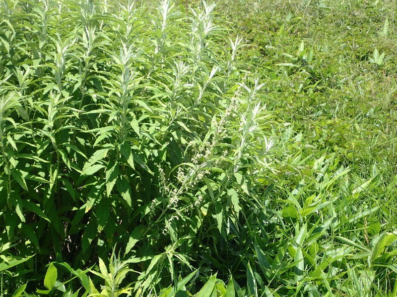 Artemisia monophylla photo 8