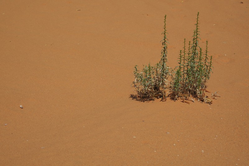 Artemisia monosperma