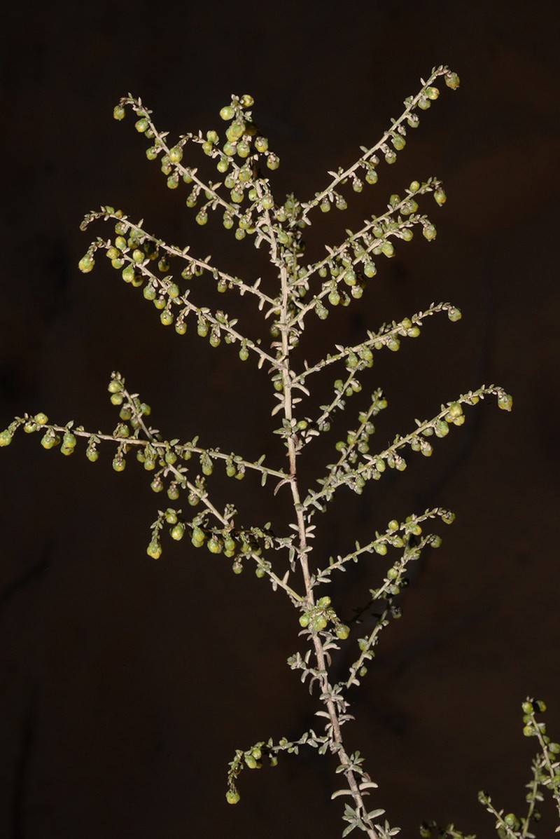 Artemisia monosperma photo 3