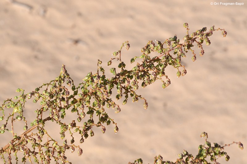 Artemisia monosperma photo 4