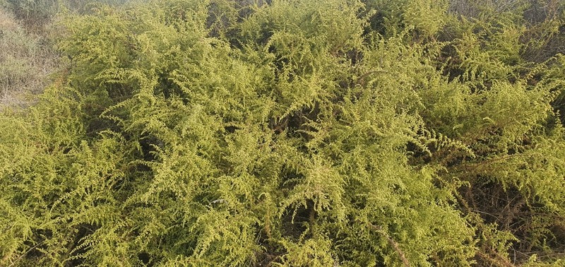 Artemisia monosperma photo 5