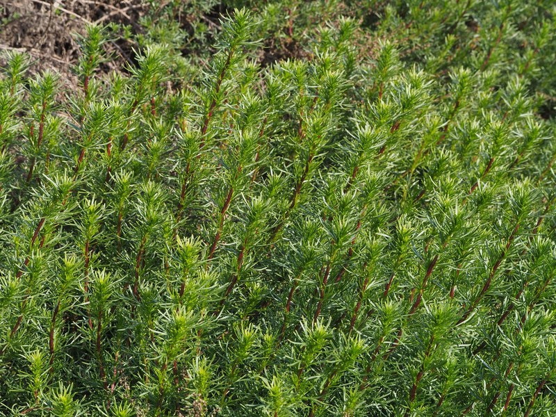 Artemisia monosperma photo 6