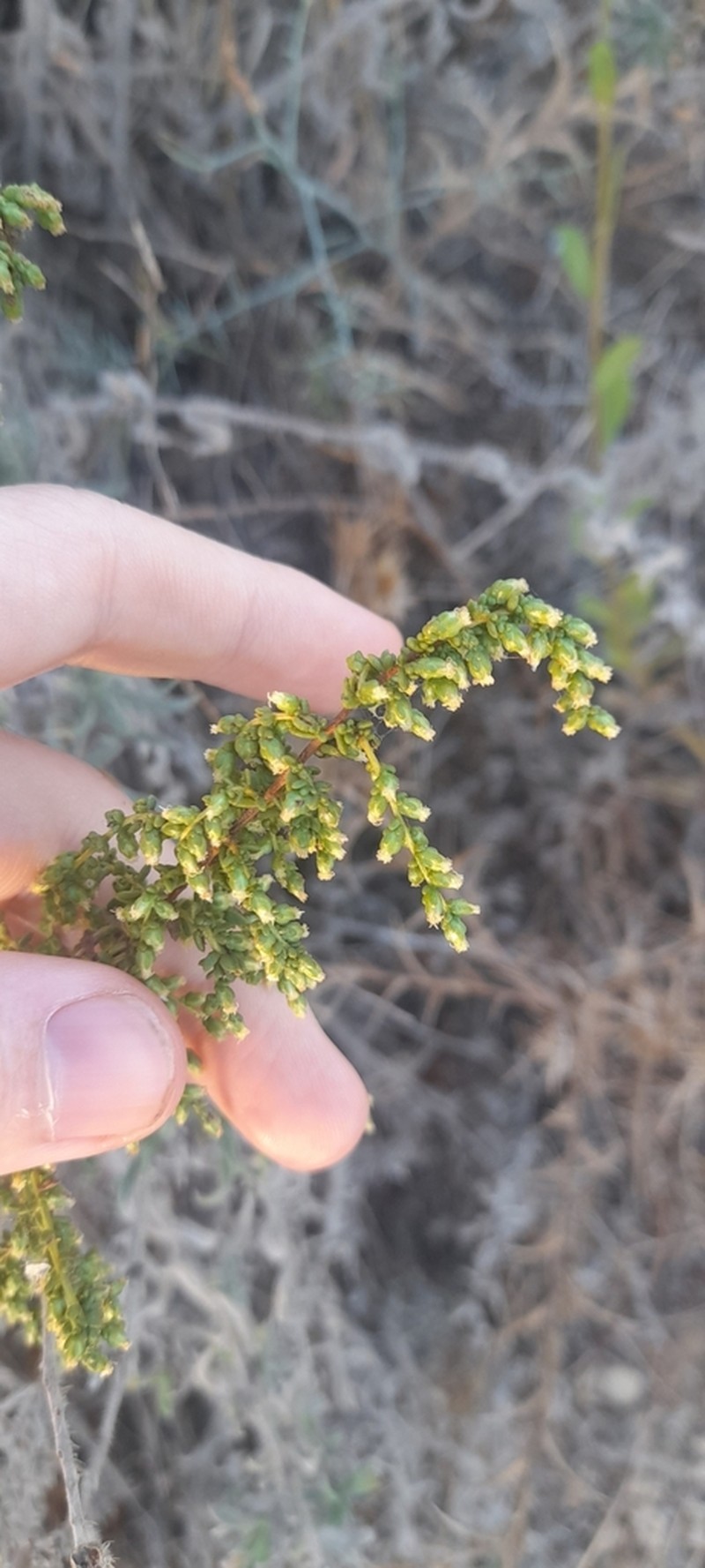 Artemisia monosperma photo 7