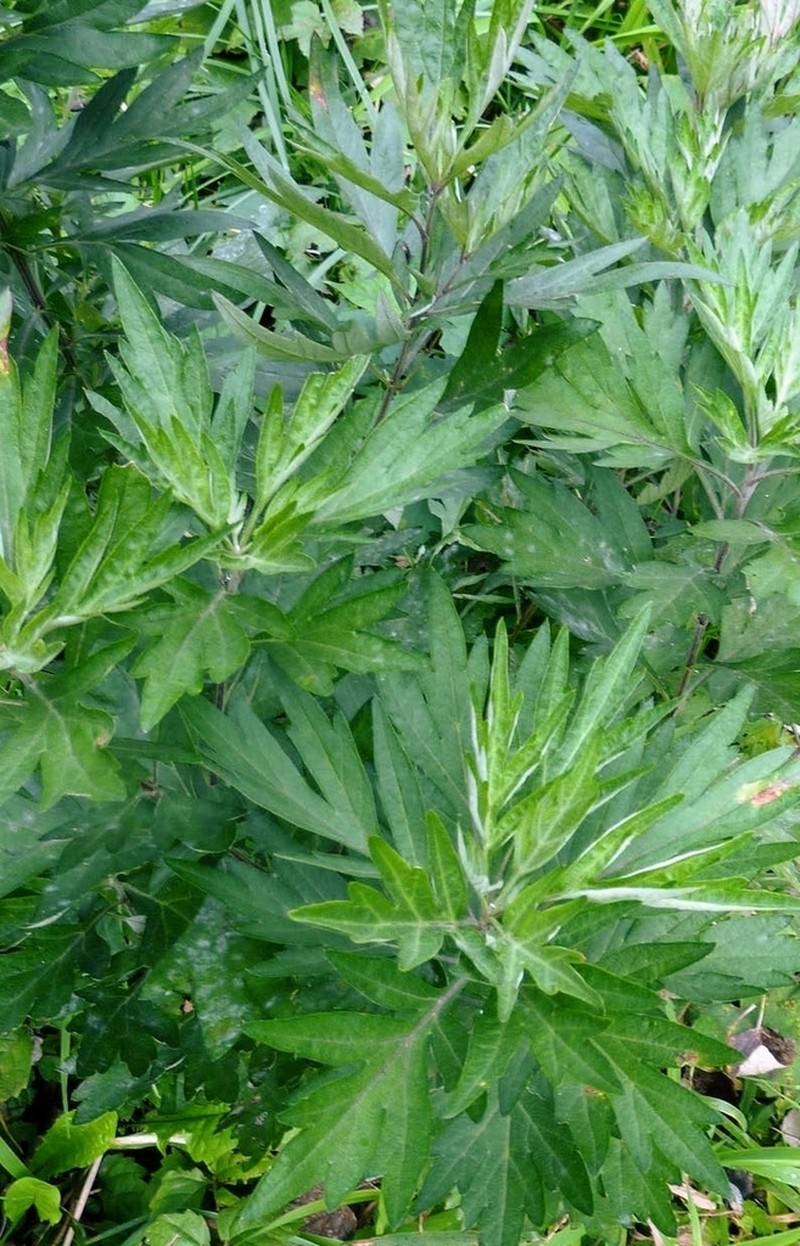 Artemisia montana