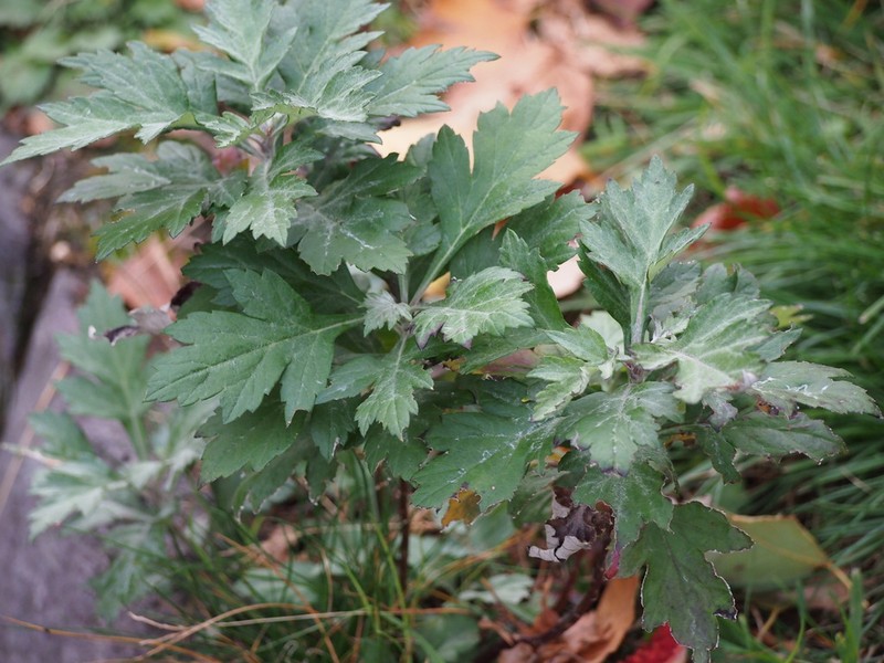 Artemisia montana photo 2