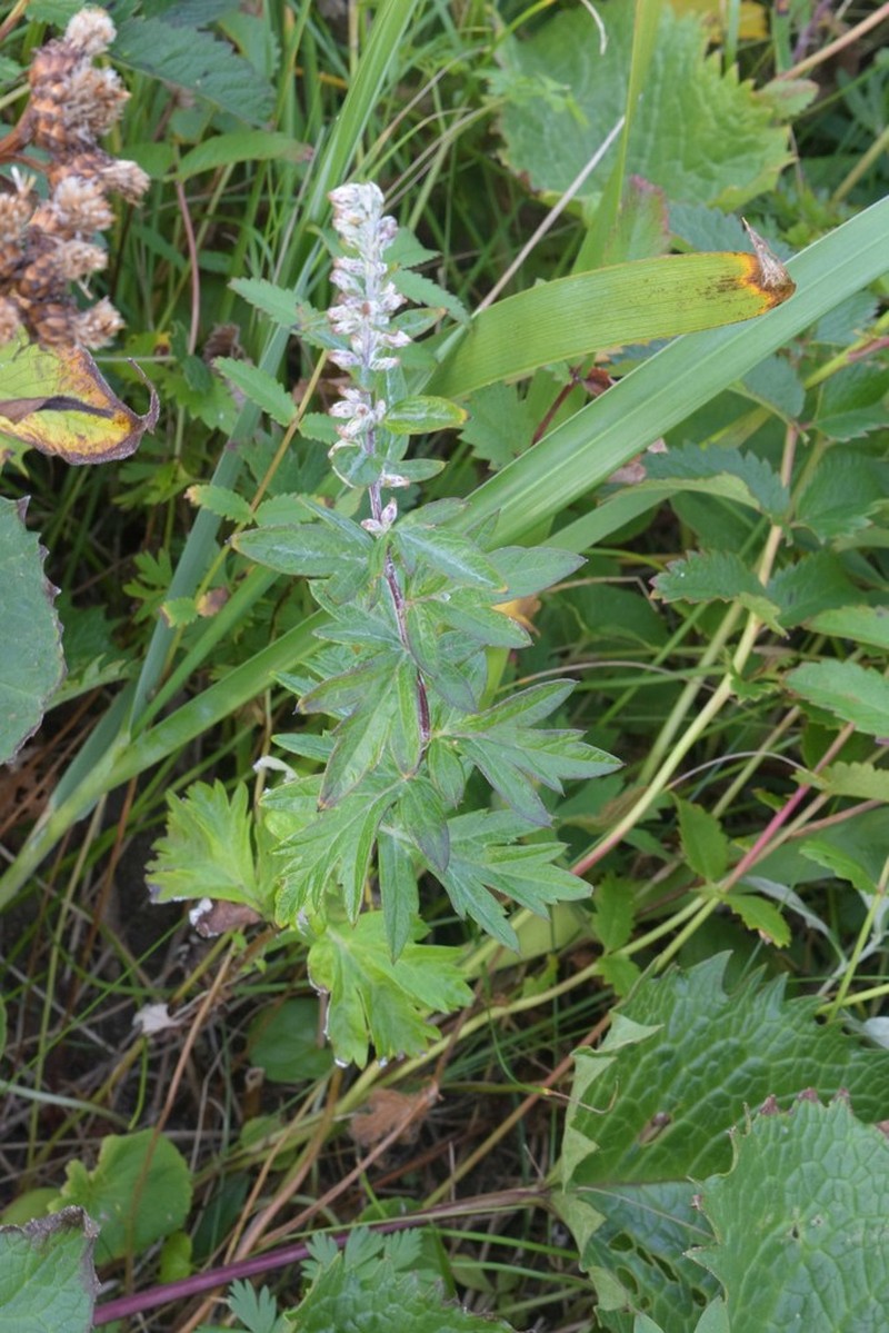 Artemisia montana photo 4