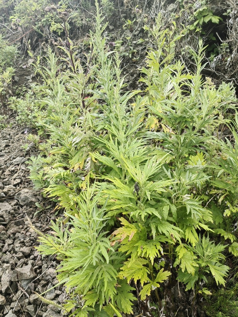 Artemisia montana photo 5