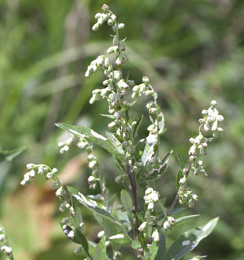 Artemisia montana photo 6