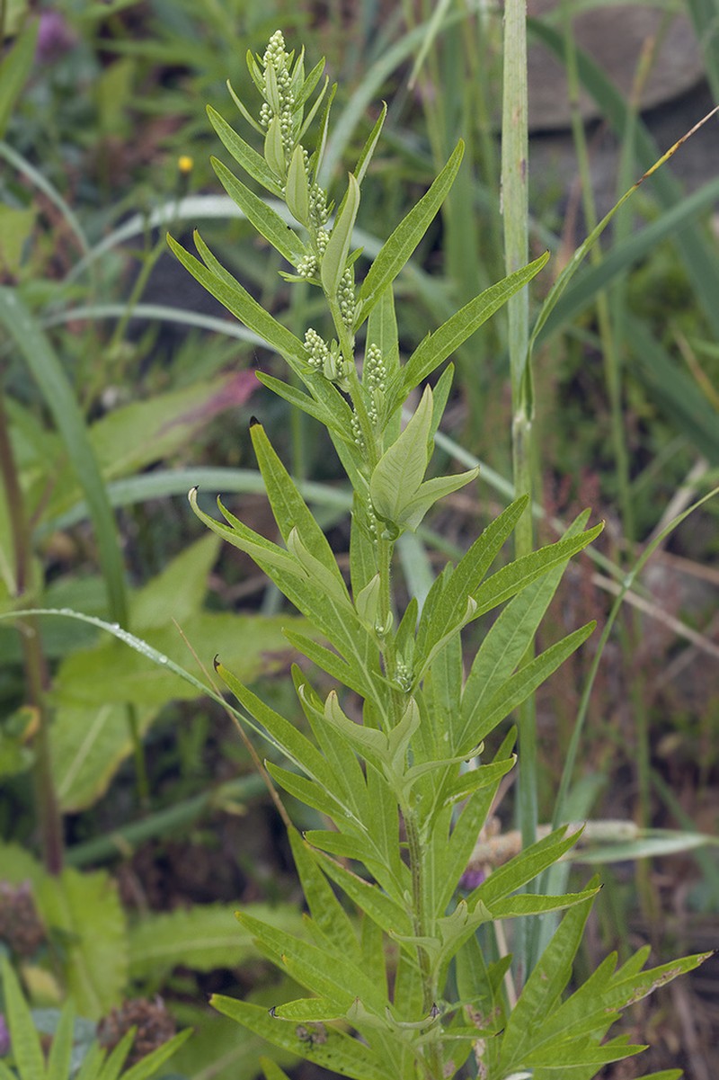 Artemisia montana photo 7