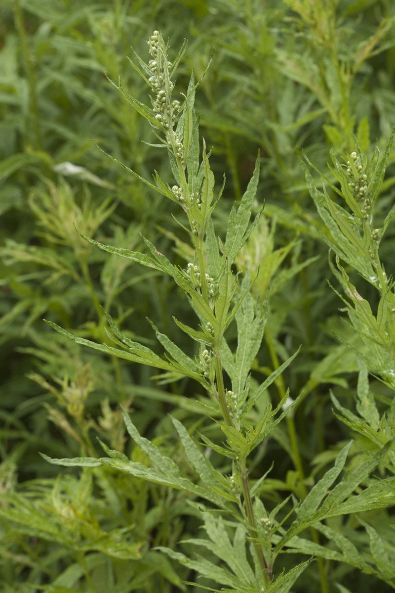Artemisia montana photo 8