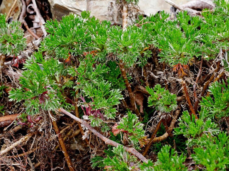 Artemisia morrisonensis photo 2