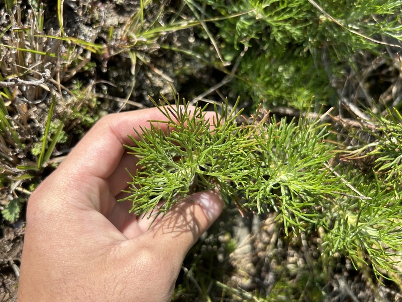 Artemisia morrisonensis photo 3