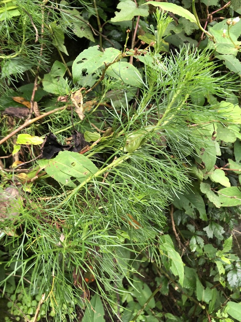 Artemisia morrisonensis photo 4