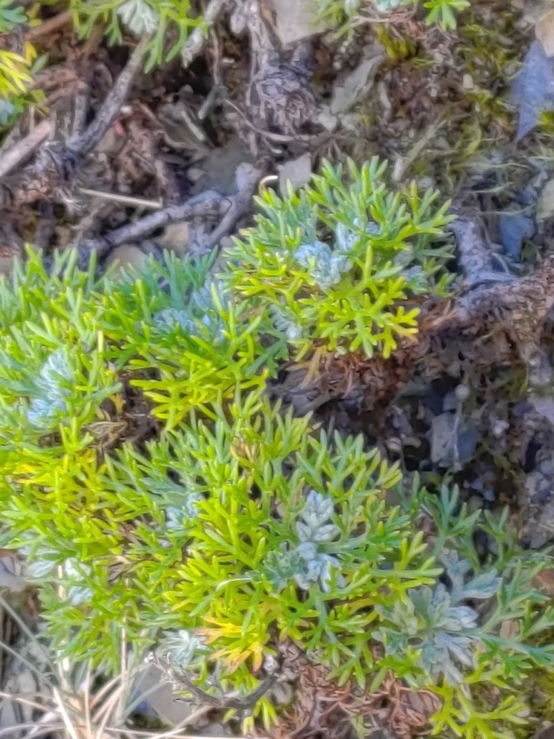 Artemisia morrisonensis photo 5