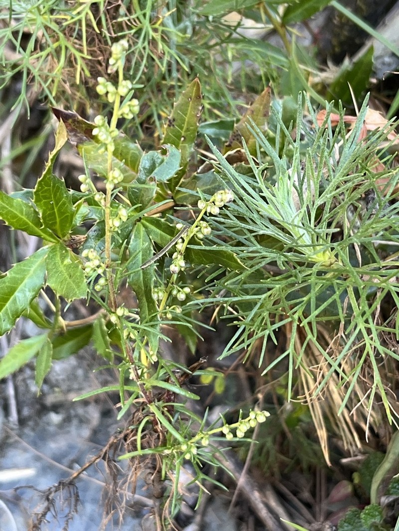 Artemisia morrisonensis photo 6