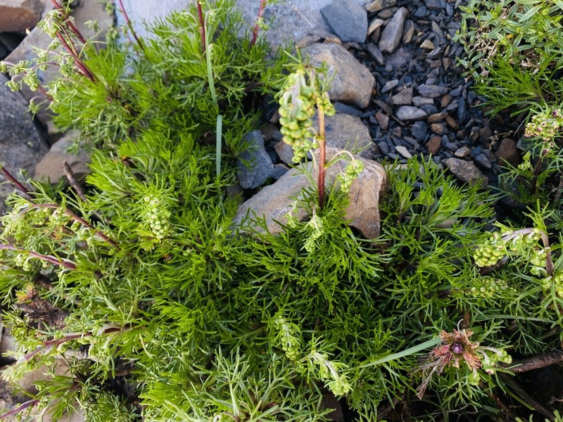Artemisia morrisonensis photo 7